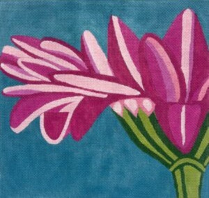 Pink Gerber Daisy