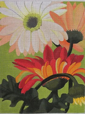 Peach Gerber Daisies