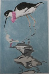 Necklaced Avocet - 13M