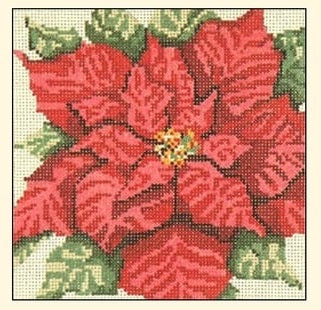 Poinsettia