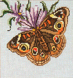 Common Buckeye - 13M
