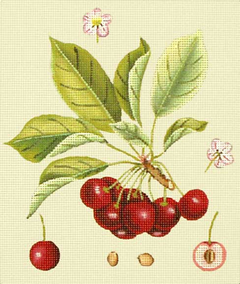 Red Cherry Botanical