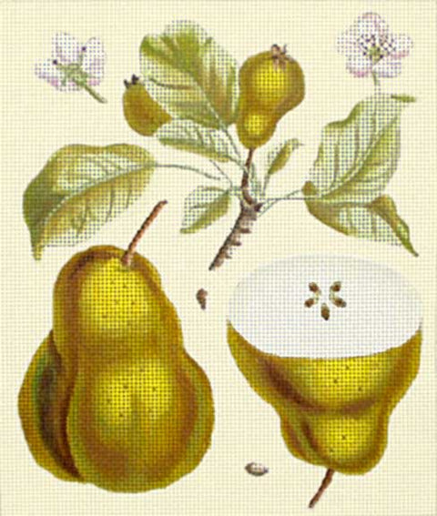 Gold Pear Botanical