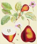 Red Pear Botanical