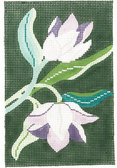 Tulip