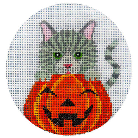 Grey Tabby in Pumpkin