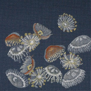 Moon Jellies