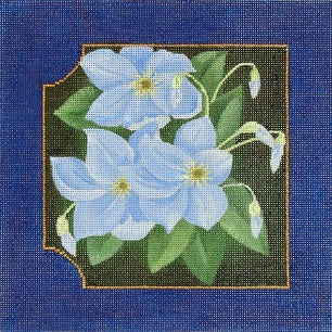 Clematis