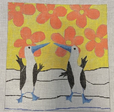 Blue Footed Boobys