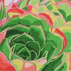 Succulent