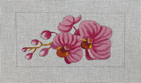 Pink Orchid