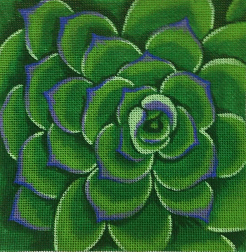 Green Succulent