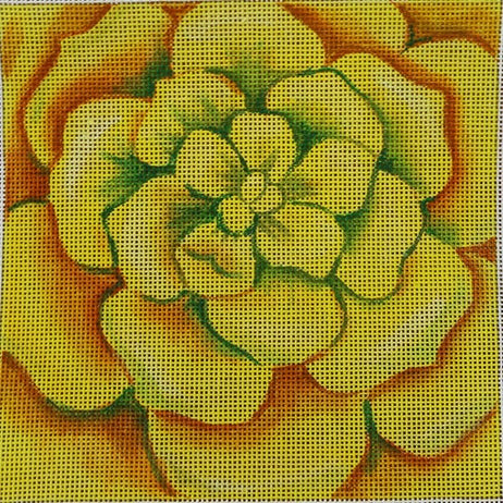 Yellow Succulent