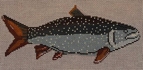 Mackinaw Trout