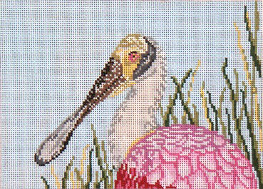 Roseate Spoonbill - 13M