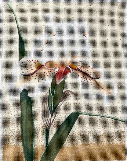 White Iris (Kathryn Molineux)