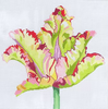 Regal Wave Tulip (Jean Smith)