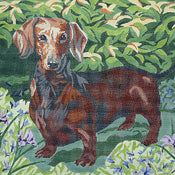 Short-haired Dachshund