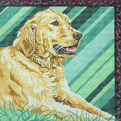 Golden Retriever/Stripes