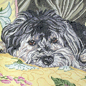 Wellington, the Havanese