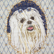 Maltese face