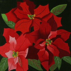 Giant Poinsettias