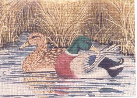 Mallards in Reeds