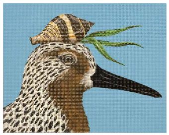 Red Knot and Shell