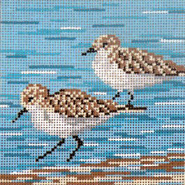 Sanderlings