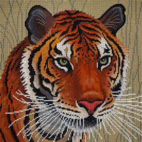 Tiger In Grasses