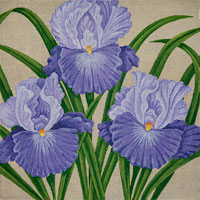 Jeffs Purple Irises