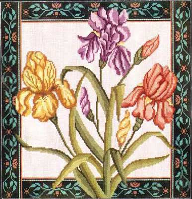 Iris