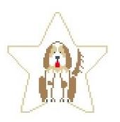 Springer Spaniel Star
