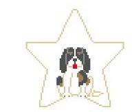 King Charles Spaniel Tri-color Star