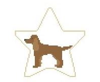 Irish Setter Star