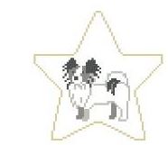 Papillon Star