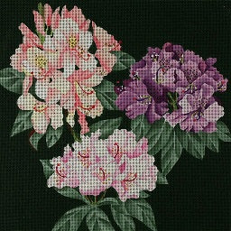 Giant Rhododendron