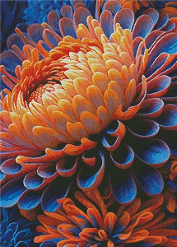 Orange and Blue Chrysanthemums (Artecy)