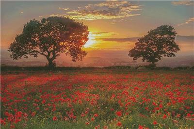 Poppies Sunset/Large (Artecy)