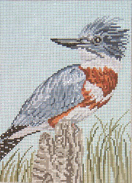 Belted Kingfisher - 13M