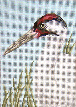 Whooping Crane   - 13M