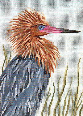 Reddish Egret  - 13M