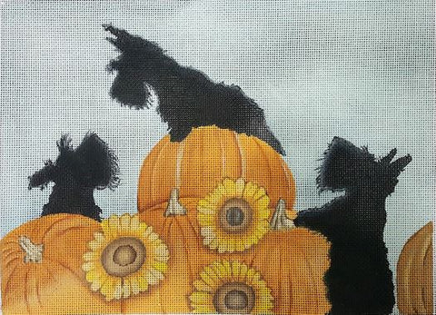 Scottish Terriers find Halloween Pumpkins