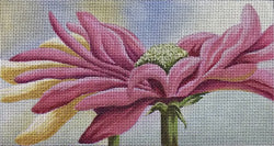 Gerbera Shine