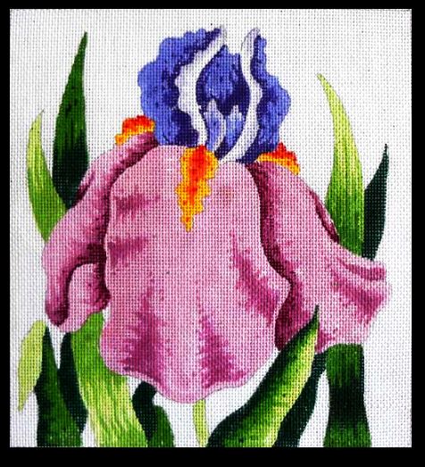 Lavender Bearded Iris