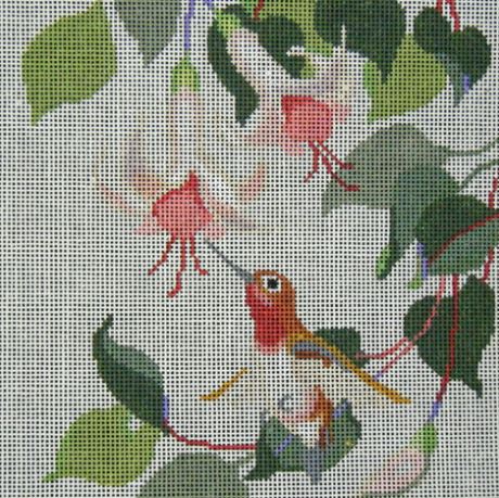 Rufous in the Fuchsias