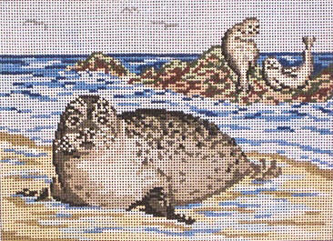 Seals at Beach