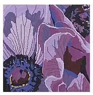 Purple Anemones