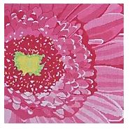 Pink Gerber Daisy