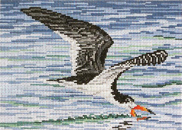 Black Skimmer